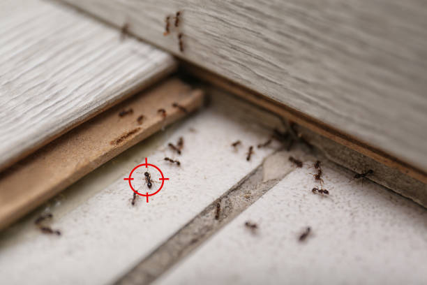 Best Pest Control Near Me  in Riverdale, CA