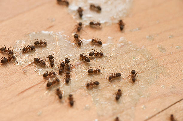 Best Cockroach Control Services  in Riverdale, CA