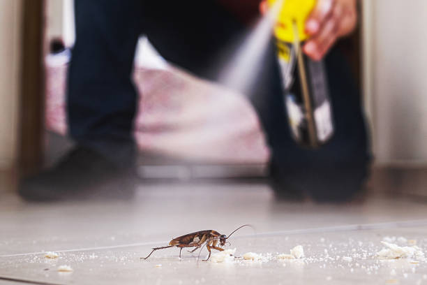 Best Pest Control Near Me in Riverdale, CA